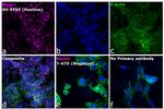 Mouse IgG (H+L) Cross-Adsorbed Secondary Antibody in Immunocytochemistry (ICC/IF)