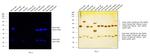 Mouse IgG (H+L) Cross-Adsorbed Secondary Antibody in Western Blot (WB)