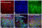 Rabbit IgG (H+L) Secondary Antibody in Immunocytochemistry (ICC/IF)