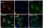 Human IgG (H+L) Cross-Adsorbed Secondary Antibody in Immunocytochemistry (ICC/IF)