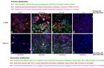 Human IgG (H+L) Cross-Adsorbed Secondary Antibody