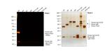 Human IgG (H+L) Cross-Adsorbed Secondary Antibody in Western Blot (WB)