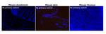 Rat IgG (H+L) Cross-Adsorbed Secondary Antibody in Immunohistochemistry (Paraffin) (IHC (P))