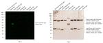 Syrian Hamster IgG (H+L) Cross-Adsorbed Secondary Antibody