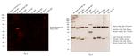 Syrian Hamster IgG (H+L) Cross-Adsorbed Secondary Antibody in Western Blot (WB)