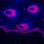 Mouse IgG1 Cross-Adsorbed Secondary Antibody in Immunohistochemistry (Frozen) (IHC (F))