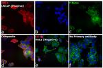 Mouse IgG2b Cross-Adsorbed Secondary Antibody in Immunocytochemistry (ICC/IF)