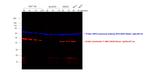 Mouse IgG2b Secondary Antibody in Western Blot (WB)