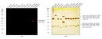 Mouse IgG2b Secondary Antibody in Western Blot (WB)