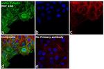 Mouse IgG3 Cross-Adsorbed Secondary Antibody in Immunocytochemistry (ICC/IF)