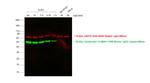 Mouse IgG3 Cross-Adsorbed Secondary Antibody in Western Blot (WB)