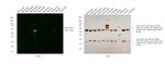 Mouse IgG3 Cross-Adsorbed Secondary Antibody in Western Blot (WB)