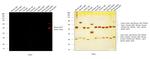 Mouse IgG3 Cross-Adsorbed Secondary Antibody in Western Blot (WB)