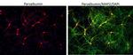 Mouse IgG (H+L) Highly Cross-Adsorbed Secondary Antibody in Immunocytochemistry (ICC/IF)