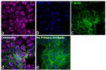 Mouse IgG1 Cross-Adsorbed Secondary Antibody in Immunocytochemistry (ICC/IF)