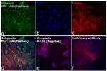 Rabbit IgG (H+L) Cross-Adsorbed Secondary Antibody in Immunocytochemistry (ICC/IF)