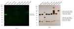 Rabbit IgG (H+L) Cross-Adsorbed Secondary Antibody in Western Blot (WB)