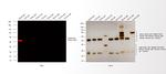 Rabbit IgG (H+L) Cross-Adsorbed Secondary Antibody