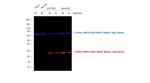 Mouse IgG (H+L) Cross-Adsorbed Secondary Antibody in Western Blot (WB)