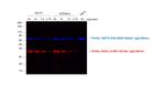 Rat IgG (H+L) Cross-Adsorbed Secondary Antibody in Western Blot (WB)