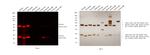 Rat IgG (H+L) Cross-Adsorbed Secondary Antibody in Western Blot (WB)