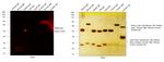 Rabbit IgG (H+L) Highly Cross-Adsorbed Secondary Antibody in Western Blot (WB)