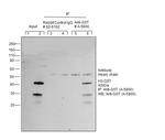 GST Tag Antibody in Immunoprecipitation (IP)