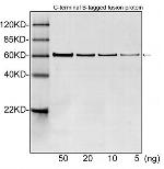 B-tag Antibody in Western Blot (WB)