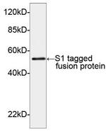 S1-tag Antibody in Western Blot (WB)