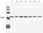 beta Actin Antibody in Western Blot (WB)