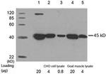 beta Actin Antibody in Western Blot (WB)