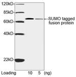 Spot-tag® antibody (28A5)