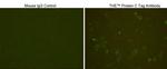 Protein C Tag Antibody in Immunocytochemistry (ICC/IF)