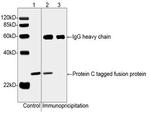 Protein C Tag Antibody in Western Blot (WB)