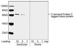 Protein C Tag Antibody in Western Blot (WB)