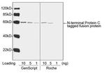 Protein C Tag Antibody in Western Blot (WB)