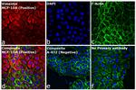 Rabbit IgG (H+L) Cross-Adsorbed Secondary Antibody in Immunocytochemistry (ICC/IF)