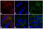 Rabbit IgG (H+L) Cross-Adsorbed Secondary Antibody in Immunocytochemistry (ICC/IF)