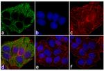 Mouse IgG, IgM (H+L) Secondary Antibody in Immunocytochemistry (ICC/IF)