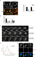 alpha Tubulin Antibody in Immunocytochemistry (ICC/IF)