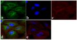 alpha Tubulin Antibody in Immunocytochemistry (ICC/IF)