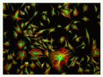 alpha Tubulin Antibody in Immunocytochemistry (ICC/IF)