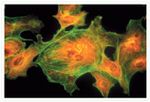 alpha Tubulin Antibody in Immunocytochemistry (ICC/IF)