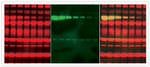 alpha Tubulin Antibody in Western Blot (WB)