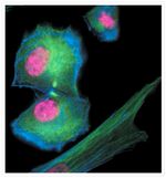 alpha Tubulin Antibody in Immunocytochemistry (ICC/IF)