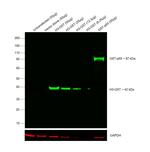 GST Tag Antibody