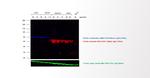 Mouse IgG (H+L) Highly Cross-Adsorbed Secondary Antibody in Western Blot (WB)