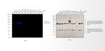 Mouse IgG (H+L) Highly Cross-Adsorbed Secondary Antibody in Western Blot (WB)