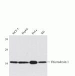 Thioredoxin 1 Antibody in Western Blot (WB)