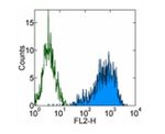 SSEA4 Antibody in Flow Cytometry (Flow)